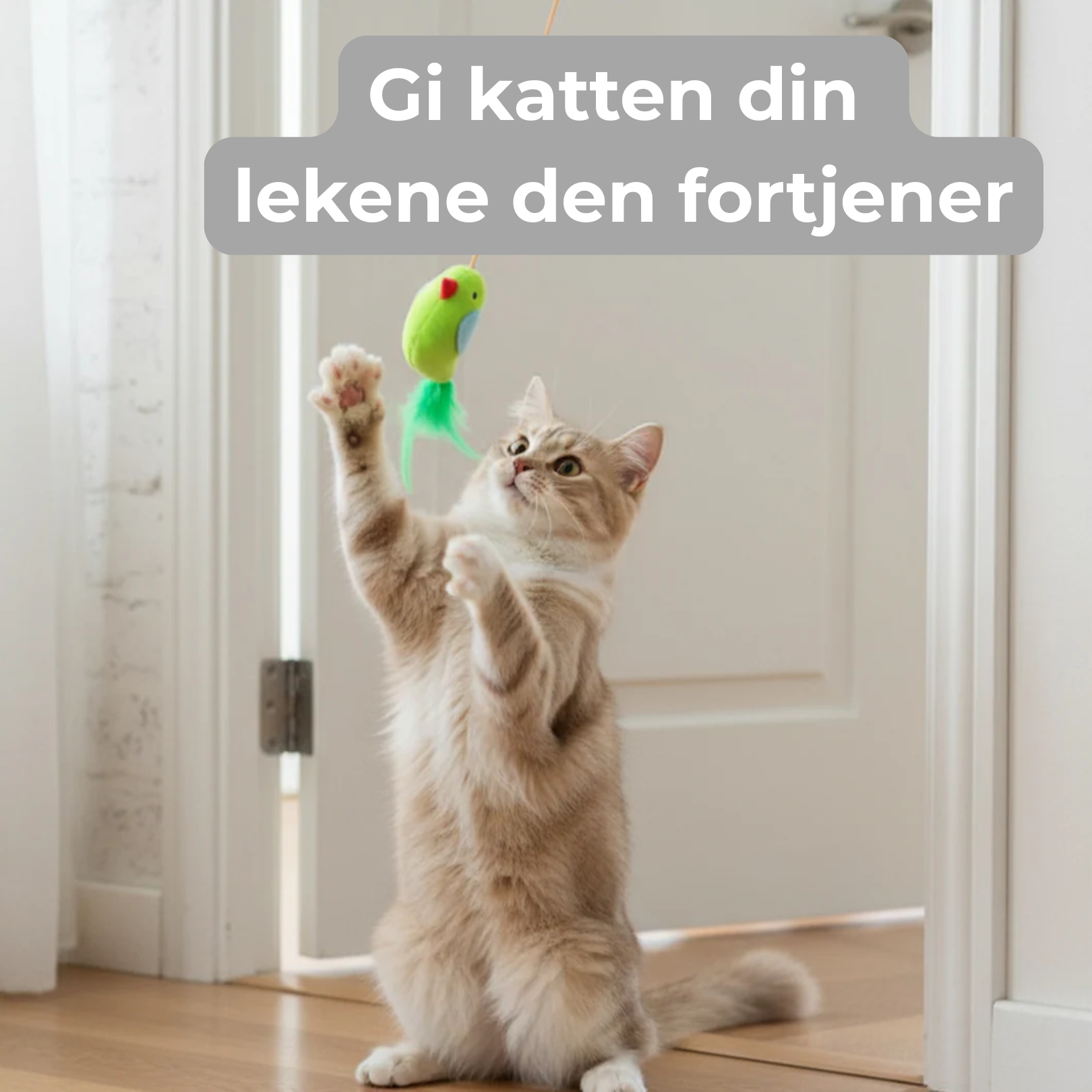 Løs kattens kjedsomhet på noen sekunder