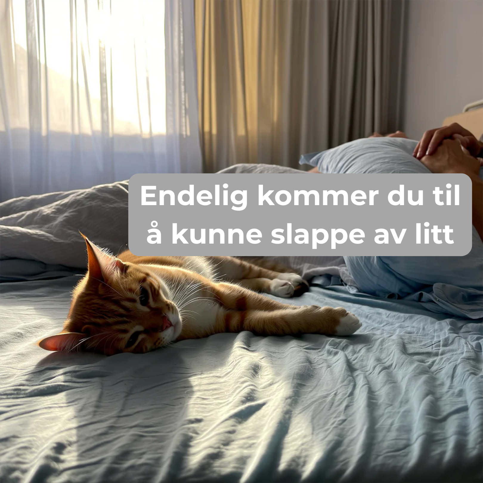 Løs kattens kjedsomhet på noen sekunder